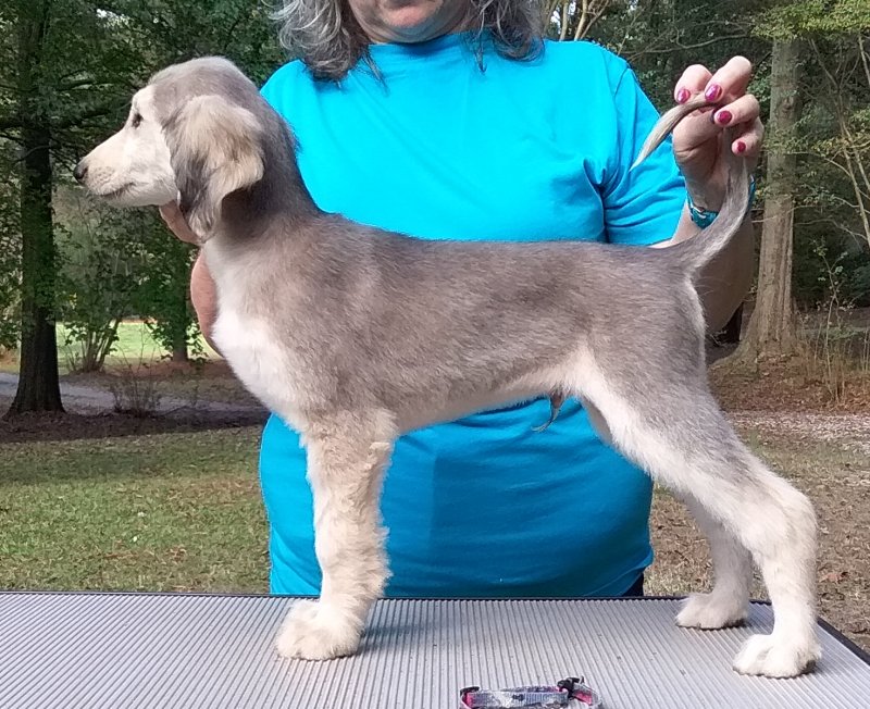 Lt Blue Boy 9 Weeks.jpg - 1528 K